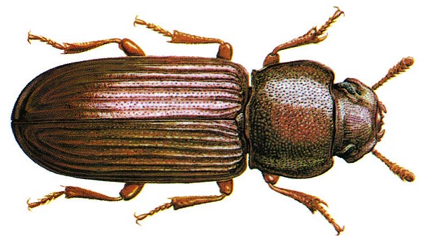 Confused Flour Beetle – Degesch America – Stored Product Pest Control