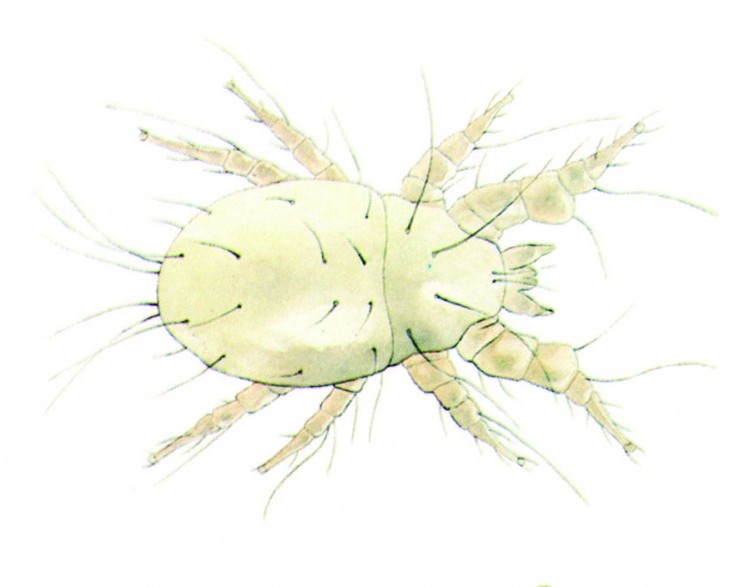 Flour Mite (Acarus siro) Degesch America Stored Product Pest Control