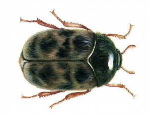 Khapra Beetle (Trogoderma granarium)