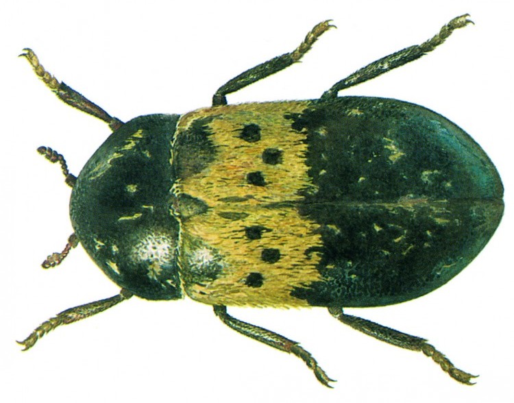 Larder Beetle (Dermestes lardarius) Degesch America Stored Product