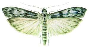 Mediterranean Flour Moth (Ephestia kuehniella)