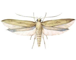 Angoumois Grain Moth (Sitotroga cerealella)
