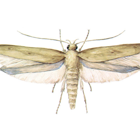 <strong>Angoumois Grain Moth (<em>Sitotroga cerealella</em>)</strong><br><br>
<strong>Biology:</strong>  The Angoumois grain moth has a wingspan of up to 18 mm. The wings are stretched, pointed and feature long fringes at the posterior edge. The forewings have a dull clayey yellow colour with black dots. The larvae grow to 7 mm, are at first yellow-red and later turn white. They live inside cereal grains and are therefore hard to find. The caterpillars hollow out the entire grain and pupate inside.<br><br>
<strong>Damage:</strong>  This hollowing out of the grains causes the most damage. All grain types are affected, in particular wheat and maize, but also rice, millet, legumes, sweet chestnuts and cocoa beans. The odour and taste of the infested products are severely affected.	