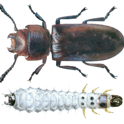 <strong>Cadelle</strong><br><br>
<strong>Appearance:</strong> The slim, flat, 6-11 mm long beetle is brown to black, ventral side, antennae and legs are red-brown. A particular feature is the waisting between wing covers and neck shield, whose front outer corners extend towards the head. The dirty-white larva, 15-18 mm long, has a black head, behind this a black shield, two black hooks at the end of the body and long body hairs. The yellowish-white pupa is 7-10 mm long.
 <br><br>
<strong>Life History:</strong> The female deposits some 500-1,000 eggs in clusters in the grain or grain products over the course of several months. The entire development period is about 1 year in temperate zones, and up to 3 generations per year in the tropics. In mills, the larvae are mainly found in clumps of Mediterranean flour moth webs, but also in cracks in timber. Before pupation, the larvae bore into wood or make a bed of flour and other materials. The larvae hibernate before pupation. The adults are long lived, often more than a year. 
  <br><br>
<strong>Distribution:</strong> World-wide.
  <br><br>
<strong>Damage:</strong> Is a serious pest in the tropics. The cadelle is found in mills, silos and warehouses, on grain, mill products, feeds, groundnut seeds, etc. Irregular borings are found in kernels; germs are preferred. The cadelle gnaws through the bolting cloths in mills, and through its tunneling may weaken timber sections in mill equipment and storage bins. 
