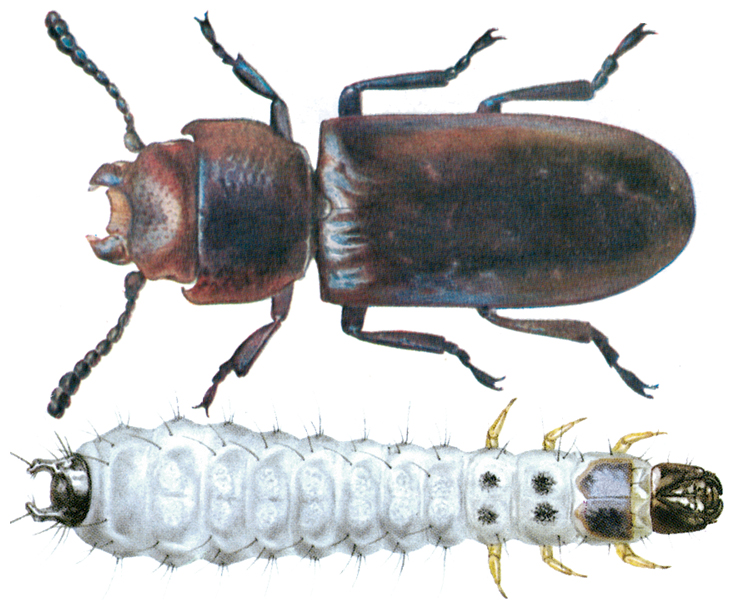 Cadelle – Degesch America – Stored Product Pest Control