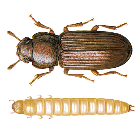 <strong>Confused Flour Beetle</strong>
 <br><br>
<strong>Appearance:</strong> A slim beetle of 3-4 mm length, of uniform red-brown to black color.
 <br><br>
<strong>Life History:</strong> The eggs, which are laid loosely on the stored product, are not readily discernible; the female deposits eggs for a period which can exceed 1 year, 350400 eggs on average. The total development period is 7-12 weeks, depending on temperature; the larvae pupate loosely in the infested goods. Sensitive to cold; high humidity favors development. The beetles seldom fly, and can live more than 3 years.
  <br><br>
<strong>Distribution:</strong> All parts of the world; in cooler climates, restricted to warm storages. 
  <br><br>
<strong>Damage:</strong> Beetles and larvae feed on a very wide variety of dry vegetable substances, for example, milled cereal products, groundnuts, cocoa beans, legumes, spices, dried fruits, tapioca, oilseed cake, etc. A frequent mill pest; badly infested flour has a sharp odor and turns brown; its baking properties are damaged. This pest can also attach undamaged wheat kernels. 