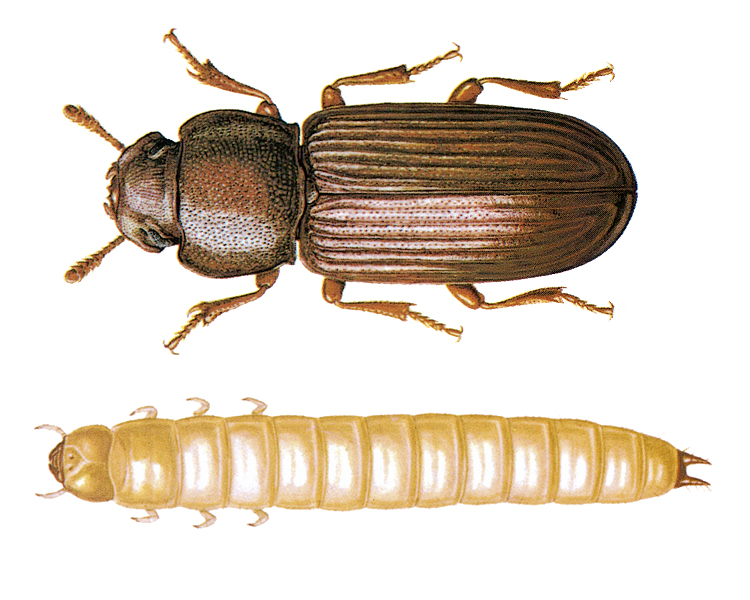 Confused Flour Beetle – Degesch America – Stored Product Pest Control