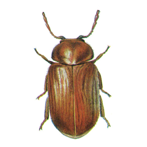 <strong>Drugstore Beetle (<em>Stegobium paniceum)</em></strong><br><br>
<strong>Biology:</strong>  The rust-red to brown drugstore beetle grows to a length of 2 to 4 mm. Its wing cases are covered with fine hairs and strips of dots. The head is covered by the neck plate. This beetle flies well, but does not feed in the adult stage. The white larvae live in the nutrient substrate, where they build cocoons in which they moult and pupate. The drugstore beetle is among the commonest pests in households, pharmacies and drugstores.<br><br>
<strong>Damage:</strong>  The damage results from larval feeding. Affected products are contaminated and their appearance is ruined by the feeding and emergence holes. The larvae are not very particular and are found in baked goods, pasta, grain and grain products, herbal drugs, cocoa and many other products as well as in leather, bookbinding, etc. They also bite through packaging materials such as paper, cardboard, etc.
