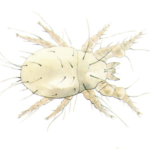 <strong>Flour Mite (<em>Acarus siro</em>)</strong><br><br>
<strong>Biology: </strong> Flour mites are very small animals, usually less than 0.5 mm long, with 6 legs in the larval form and 8 legs in the adult stage. They are arachnids, i.e. relatives of spiders. 
The development of the flour mite is normally from egg to larvae, followed by various nymph stages and then the adult form. However, durable forms are often produced that can survive very long periods of unfavorable conditions. Mass reproduction usually follows when conditions become favorable.<br><br>
<strong>Damage: </strong> Flour mites infest mainly products made from cereal grains, pasta and baked goods. Infested products are coated with a light-coloured dust. They spoil and often taste bitter. 
Foodstuffs infested with flour mites may cause severe allergic reactions, asthma attacks and other pathological symptoms.