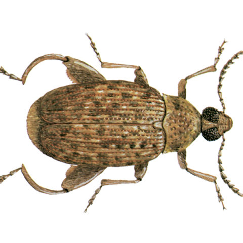 <strong>Ground Nut Borer</strong> <br><br>
<strong>Appearance:</strong> These dark reddish-brown pests have smudgy black spots on the wing covers and is 3-7 mm long.
  <br><br>
<strong>Life History:</strong> It is found in the tropics on whole and shelled groundnuts, both in the field and in store. Pupation occurs outside the seed and also outside the shell, in a thin cocoon. 
   <br><br>
<strong>Distribution:</strong> All tropical countries.
 <br><br> 
<strong>Damage: </strong>To groundnuts, pods of tamarinds and other types of acacia found in the tropics. Is carried into the temperate zones with groundnuts, but does not become established.