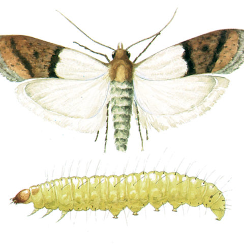 <strong>Indian Meal Moth (<em>Plodia interpunctella</em>)</strong><br><br>
<strong>Biology: </strong> The Indian meal moth has developed into the most frequently occurring moth in industry, commercial trade and human habitations. The adults have a wingspan of 20 mm. The part of the forewing next to the body is yellow-grey, the wingtip red-brown to copper red. One females lays 200 to 400 eggs. The larvae grow to a length of 16 mm and vary in color depending on what they feed on between whitish, greenish and reddish.<br><br>
<strong>Damage:</strong>  Despite its name, the Indian meal moth eats all kinds of foodstuffs; the name “meal moth” reflects this. These animals are found, for instance, on dried fruit, nuts, chocolate, grain, spices, etc. The larvae eat the germ out of the grains; holes are eaten in foodstuffs. The foodstuffs are heavily contaminated by cocoon spinning and fecal crumbs.
