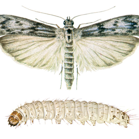 <strong>Mediterranean Flour Moth (<em>Ephestia kuehniella</em>)</strong><br><br>
<strong>Biology: </strong> The Mediterranean flour moth is coloured very like the cacao moth, but is somewhat larger (wingspan 20-25 mm). The caterpillars reach a length of 20 mm. The habitus of the Mediterranean flour moth is also generally similar to that of the Indian meal moth and cacao moth.<br><br>
<strong>Damage: </strong> The Mediterranean flour moth is the principle pest of flour mills and large-scale bakery operations. Its geographical distributions is practically the same as that of the cacao and Indian meal moths. This species also shows a similarly flexible range of feeding tastes. Besides flour, the products infested include coarse meal, semolina, noodles, bran, oat flakes, rice, dry baked goods, beans and cereal grains, etc. In milling operations, the cocoons may be so numerous as to clog conveyor and sieving equipment.