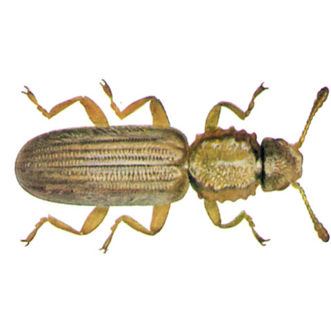 <strong>Saw-toothed Grain Beetle (<em>Oryzaephilus surinamensis</em>)</strong><br><br>
<strong>Biology:</strong>  This very lively, slender, flattened beetle is up to 3 mm long and is colored grey-brown to rusty brown. The neck plate has two flat broad lengthwise grooves and six sharp points on each side. These beetles feed on cereal grains, flour products, pasta, baked goods, dried fruit, nuts, etc. The females lay the eggs on these nutrient substrates. Following larval development, the grubs pupate either unattached or in a cocoon comprising pieces of the nutrient substrate glued together. In warm grain stores massive proliferations can develop rapidly.<br><br>
<strong>Damage:</strong>  After the grain weevil, the saw-toothed grain beetle is the most important grain pest, causing extensive damage to the food industry. This is a feared pest because of its small size and extraordinary mobility, enabling it to get into everything, so that the insects are often transported inside food packaging. They are feared in the grain storage industry for their rapid and massive reproductive capacity. Damage is cause by feeding on the foodstuff substrates and resulting loss of quality due to heating and raised humidity followed by proliferation of mold fungi.
