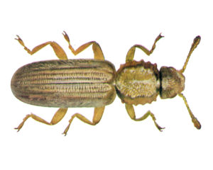 Saw-toothed Grain Beetle (Oryzaephilus surinamensis)